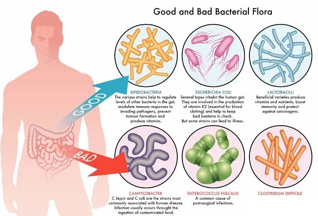 The intestinal flora can improve cancer treatment and alleviate side effects