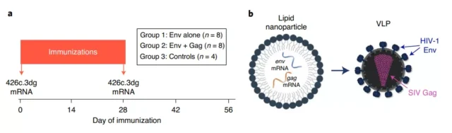Moderna latest paper: mRNA vaccine brings hope to AIDS
