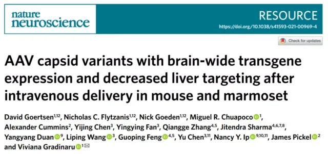 New AVV variant breaks through the blood-brain barrier without being enriched in liver