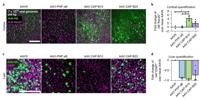 New AVV variant breaks through the blood-brain barrier without being enriched in liver