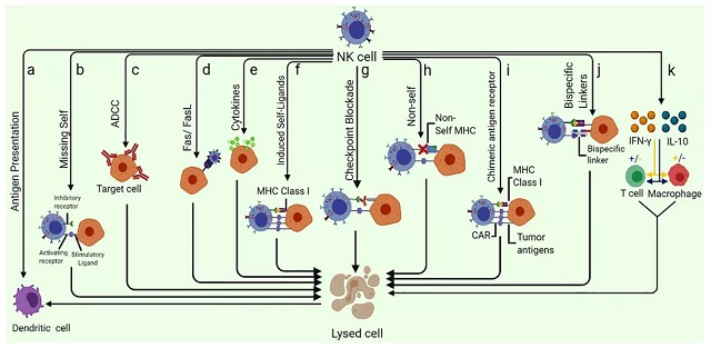 How NK cells recognize and kill tumor?
