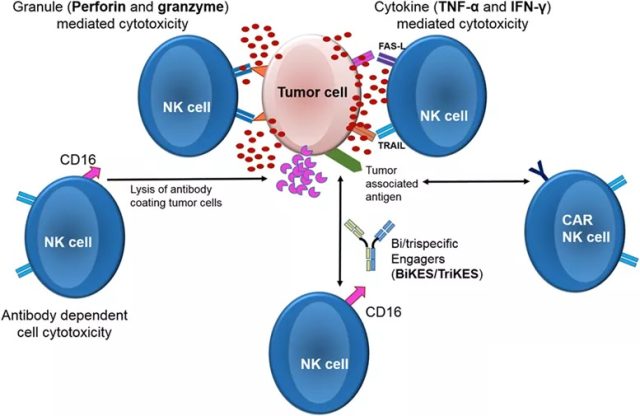 CAR-NK therapy for cancer immunotherapy.