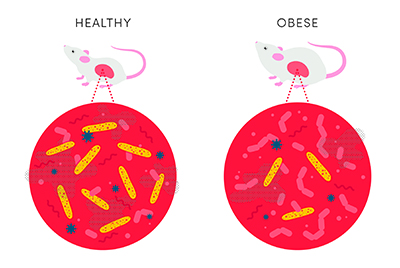 Science breakthrough: intestinal bacteria can prevent obesity!