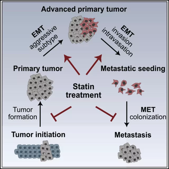 Statins increase the metastatic ability of cancer cells but reduce their colonization ability