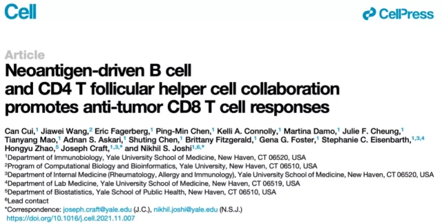 B cells and CD4+ T cells join forces to activate killer T cells