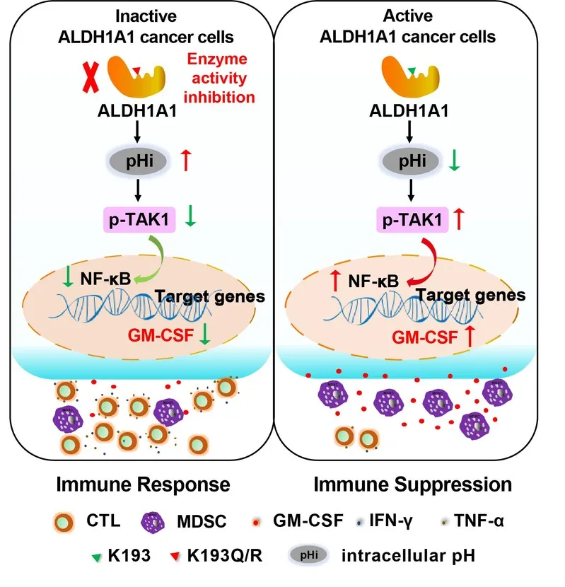 Cancer stem cell marker ALDH1A1 to promote breast cancer.