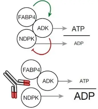 Fabkin hormone complex regulates pancreatic islet function