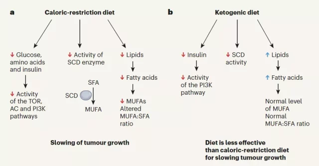 Ketogenic diet cut off lipid supply and inhibit tumor growth?