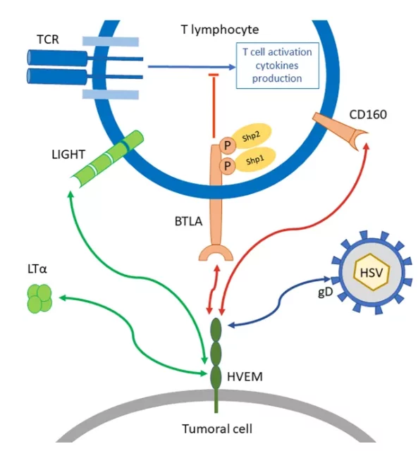What is BTLA-HVEM in tumor immunity?