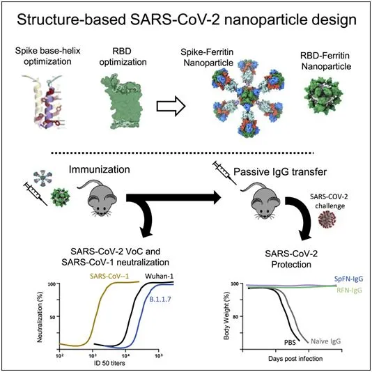 New COVID-19 vaccine: Spike protein-ferritin nanoparticle vaccine