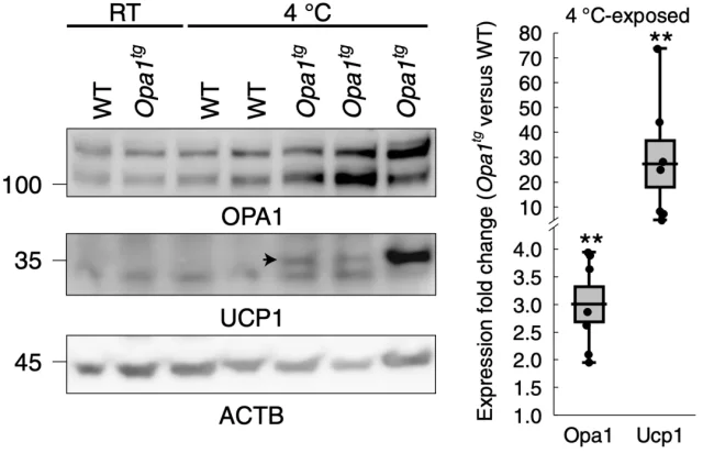 Mitochondrial protein OPA1 can promote autonomous browning of white fat 