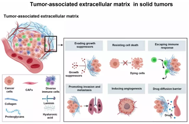 Research progress and targeting strategies of tumor-associated extracellular matrix