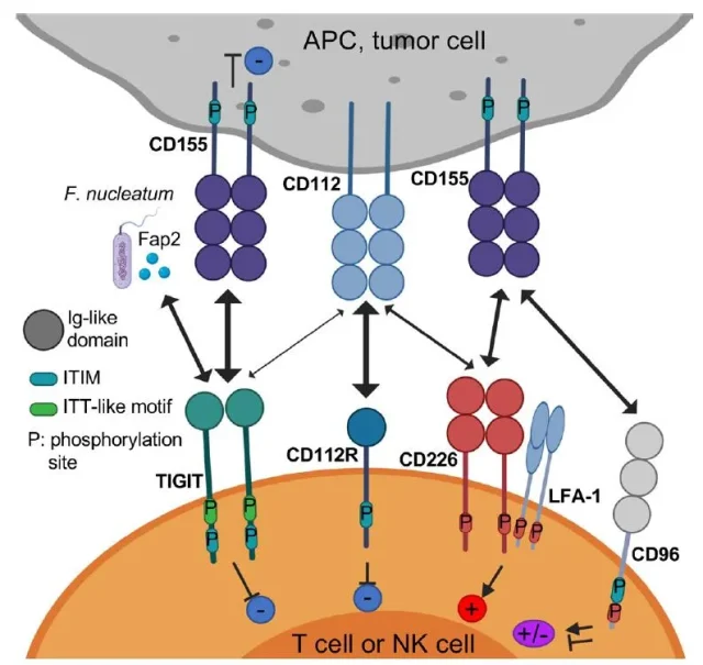 Research progress of tumor immunotherapy targeting TIGIT