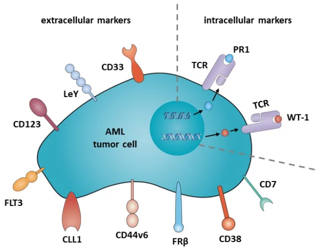 How does CAR-T cell therapy treat Acute Myeloid Leukemia (AML)?