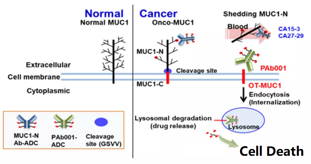 Tumor cells 'modify' MUC1 glycosylation mediating immune escape