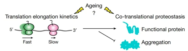 Nature: The root of aging is in the ribosome?