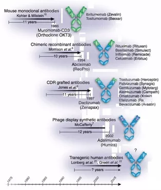 Antibody Drugs: The Developmental Stages of Therapeutic Antibodies