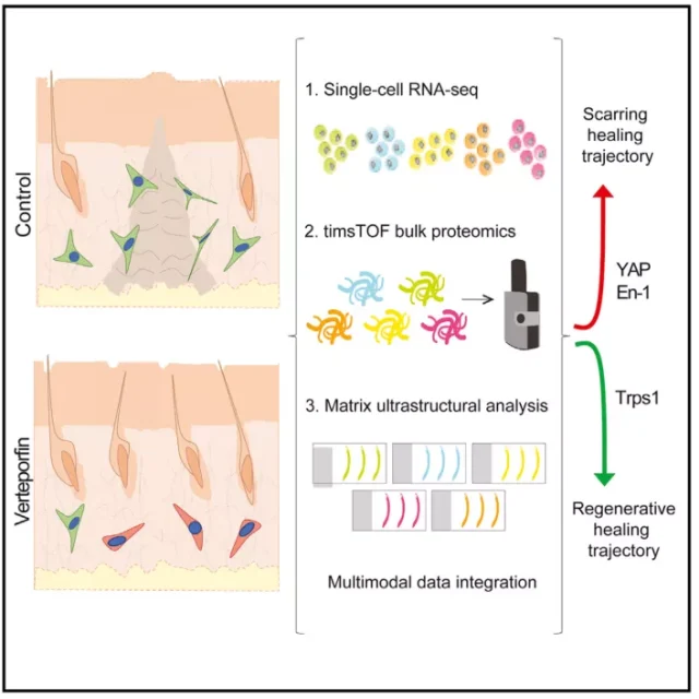 Cell Stem Cell: Long-term profiling of wound regeneration.