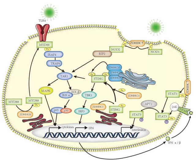 Metabolic modification and tumor immunotherapy