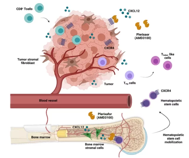 What is the role of Chemokines in tumor immunity?