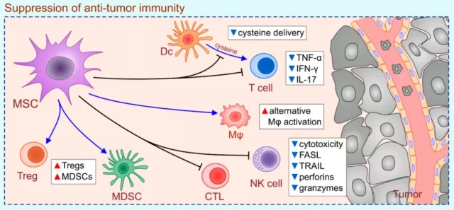  What role do Mesenchymal stem cells play in tumor immunity?