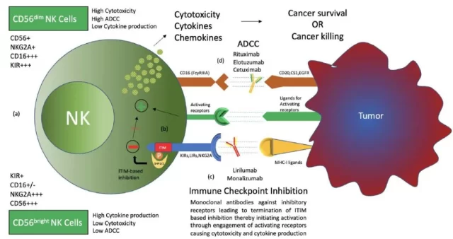 What are the current Immune checkpoints of NK cells in tumor treatment?