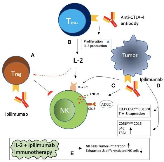 What are the current Immune checkpoints of NK cells in tumor treatment?