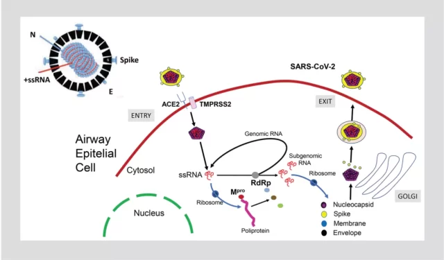 Types and mechanisms of action of new coronavirus antiviral drugs