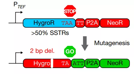 The relationship between transcription-associated mutations and topoisomerase activity remains unknown
