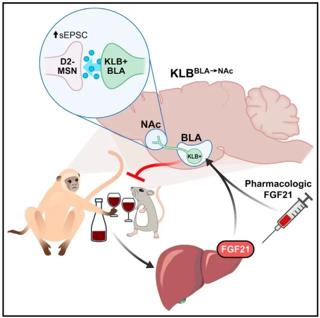 Cell Metabolism: This hormone produced in the liver reduces alcohol intake by 50%