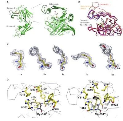 Cell Chemical Biology: Novel antibiotic treats drug-resistant tuberculosis infection