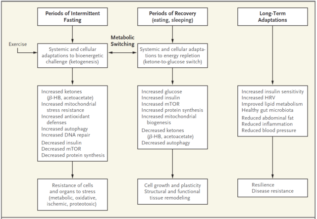NEJM: A comprehensive look at the effects of intermittent fasting on health, aging, and diseases.