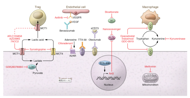 Harmful metabolites of TME and antitumor immunity