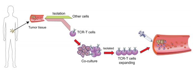 What is TCR-T cell therapy different from CAR-T Immunotherapy?