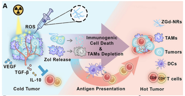 What is TAM-targeted tumor nano-immunotherapy? 