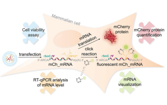How to improve mRNA stability and efficiency via chemical modification?
