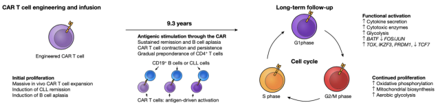 Why could CAR-T provide the sustainable clinical response against cancers?
