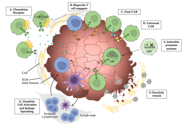 Targeting Solutions for CAR-T and CAR-NK cells treating solid tumors