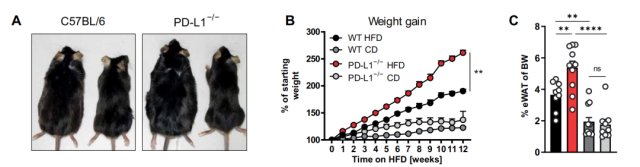PD-L1 can also be used as an obesity treatment target in addition to anti-cancer
