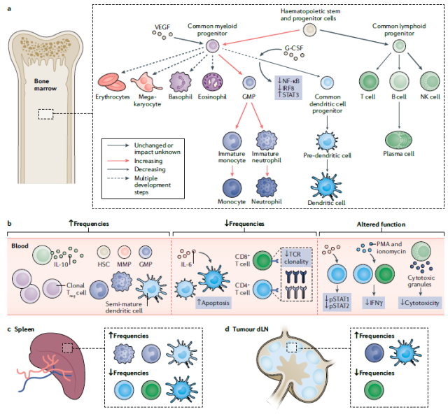 How to understand the systemic immunity and therapy of cancer?