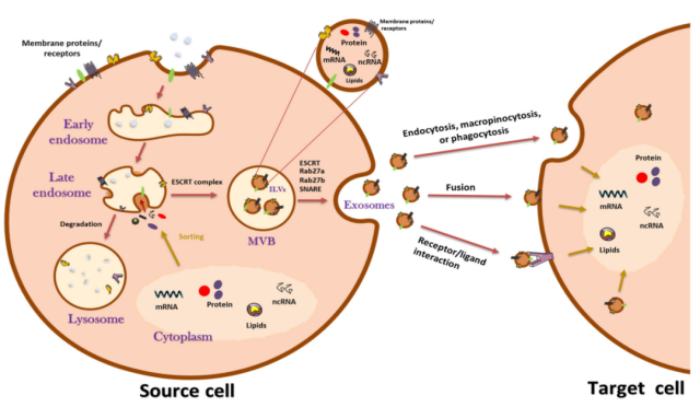 What is the relationship between Tumor-derived exosomes and NK cell dysfunction?