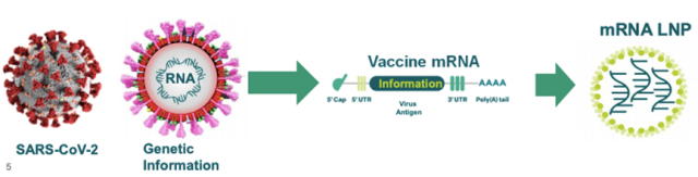 What is the mechanism of mRNA COVID-19 vaccine-induced immune response? 