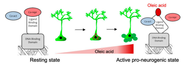 PNAS: Oleic acid could activates the brain as a new way of anti-aging