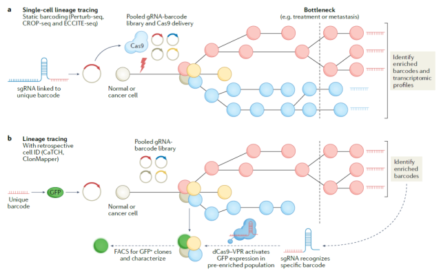 CRISPR Applications in Cancer Research Diagnosis and Treatment