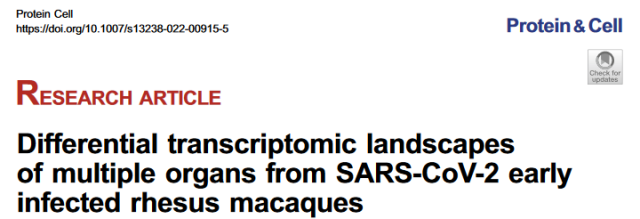A multi-organ differential transcriptional map of early SARS-CoV-2 infection in rhesus monkeys