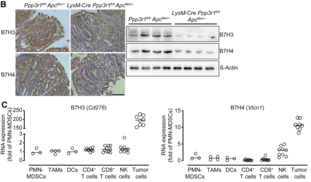 New target for colorectal cancer immunotherapy: B7H3/B7H4