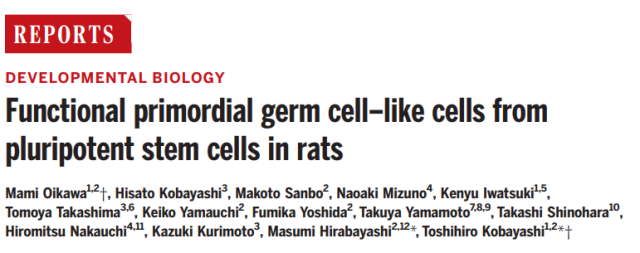 Japanese scientists use stem cells to induce germ cells and produce healthy and fertile offspring