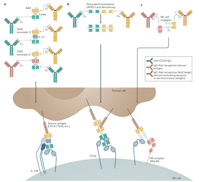 the journal Nature Reviews Drug Discovery published a review paper titled: Harnessing natural killer cells for cancer immunotherapy: dispatching the first responders , which reviewed various strategies for using NK cells to develop anti-cancer immunotherapy.