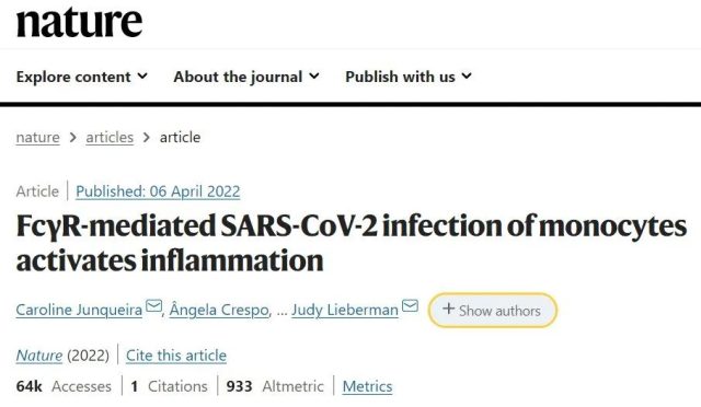 COVID-19 inflammatory response caused by the use of antibodies to infect immune cells
