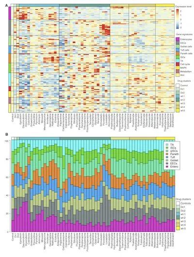  Organoid-based high-throughput RNA sequencing aids search for colorectal cancer drugs